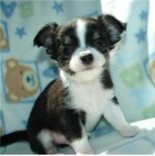 Langhaar Chihuahua Welpen mit Stammbaum Whatsapp 4915145672158