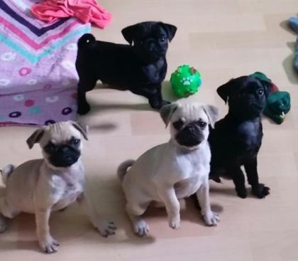 Mops welpen WhatsApp 4915145672158