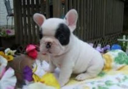 Französische Bulldoggen Welpen Papiere
