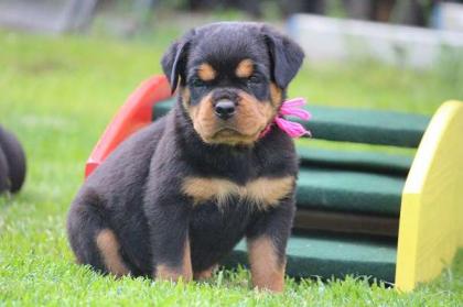 Gesunde Reinrassige Rottiweiler Welpen Whatsapp 4915145672158
