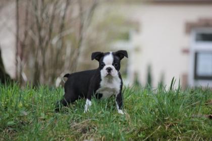 Boston-Terrier welpen