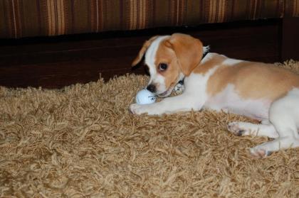 Beagles Welpen mit guten Knochen gute Winke