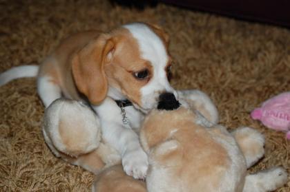 Beagle Welpen zu verkaufen