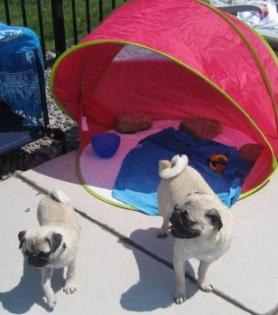 Mops Welpen bereit für ein gutes Zuhause