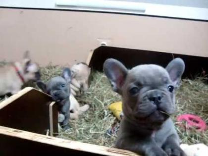 Wunderschöne Französische Bulldoggen Blue / Blue red fawn