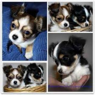 Chihuahua Welpen m. Papiere mit Attest reinrassig deutsche Zucht