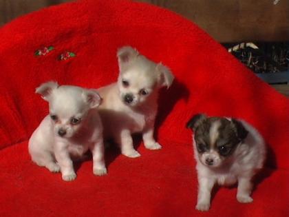 Süße MINI Chihuahua Welpen