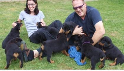 Süße reinrassige Rottweiler Welpen suchen neue Familie