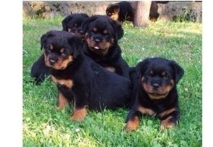 Wunderschöne Rottweiler-Welpen suchen Zweibeiner mit Herz und Verstand .