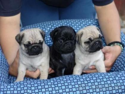 Mops Welpen abzugeben