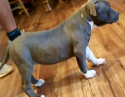 American Stafford Pitbull blueline 12 Wochen alte Welpen ccf