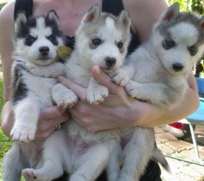 Siberian Husky Welpen
