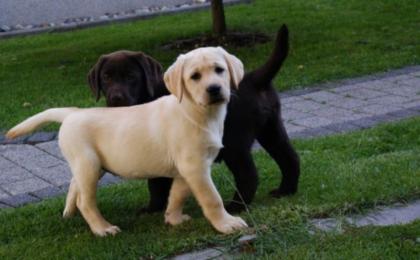 LABRADOR RETRIEVER WELPEN