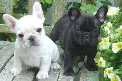 Französische Bulldoggen Welpen
