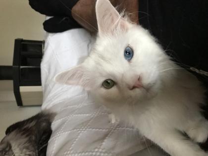 Weiser Maine Coon