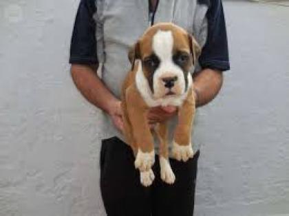 Wunderschöne Deutscher Boxer Welpen Reinrassige mit Papieren