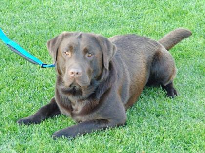 Labrador Deckrüde 12-fach genetisch getestet reinerbig braun