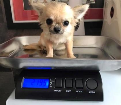 Chihuahua - Welpen mit Lieferung direkt zu Ihnen nach Hause 580 729-6143