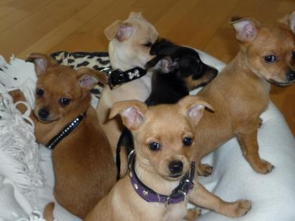 Chihuahua Welpen mit Ahnentafel gechipt und geimpft