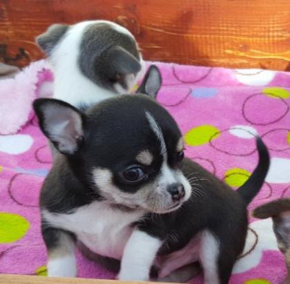 SUPER Chihuahua Welpen in Kurzhaar VDH/FCI