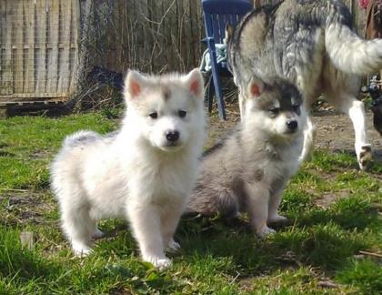 Augen Siberian Husky Welpen