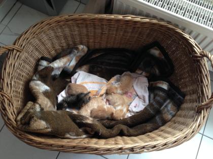 6 großartige Rote Kitten / Katzenbabys zu vermitteln 120 - VB
