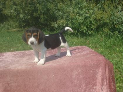 Verspielte reinrassige Beaglewelpen suchen ab 02. 11. 2022 ein liebes neues zu Hau