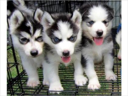Blaue Augen Siberian Husky Welpen
