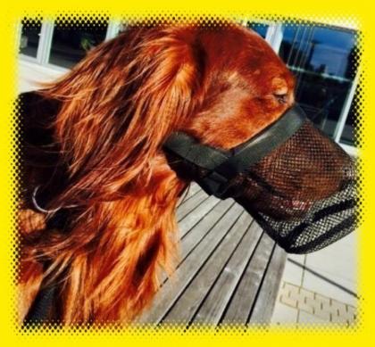 DOGGYSANY Giftköderschutz für Hunde das ORIGINAL