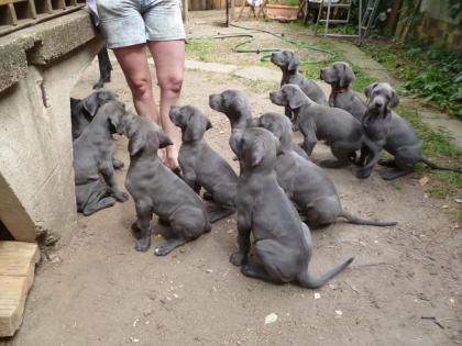 Deutsche Doggenwelpen vom VIPS Doggenrüden Doggenhündin