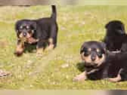 Rottweiler Welpen jetzt abzugeben Überlingen / Bodensee - Konstanz Singen Schaf