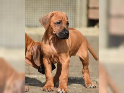Rhodesian Ridgeback Welpen- 11 Wochen alt
