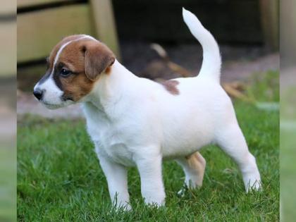 Jack Russel Terrier Welpen