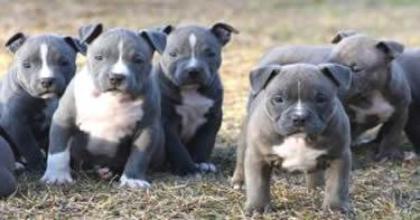 American Pit Bull Terrier .