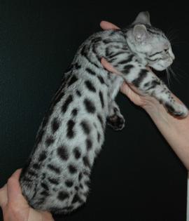 Wunderschöne Bengal und savannah Kitten ab sofort abzugeben