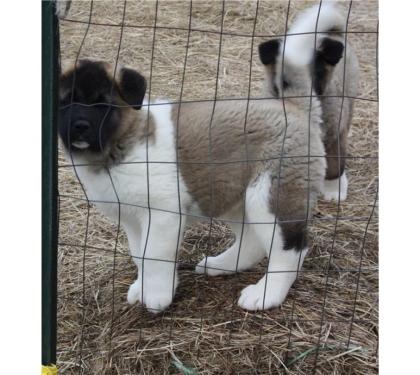 Schöne Akita Welpen bereit zu neuen Häusern zu gehen
