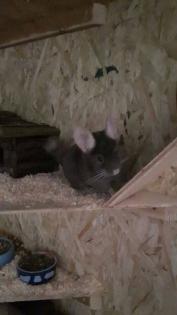 Chinchilla - Tiffy