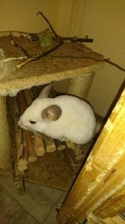 Chinchilla - Chilli