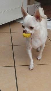 Liebevolle Zuckersüße Wunderschöne Reinrassige mini Chihuahua Welpen 10 Wochen