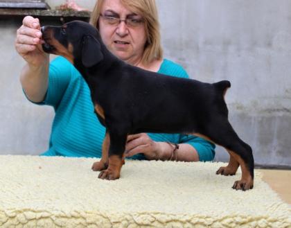 Dobermannwelpen mit FCI Ahnentafel Abnahme gleich 2 schwarze Rüden