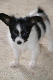 Papillon Papillonwelpen