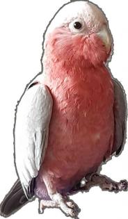 Vogel Kakadu Rosakakadu Eclophus roseicapillus in Hanau entflogen
