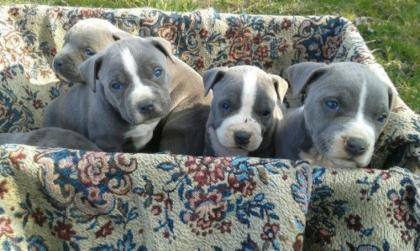 American Pit Bull Welpen in Blau Blau-tan mit Papiere