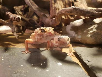 Geckos Leopardengeckos Eublepharis macularius Hypo Tangerine Tremper Albino