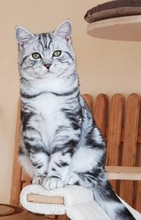 British shorthair Britisch Kurzhaar BKH Kitten Kätzchen