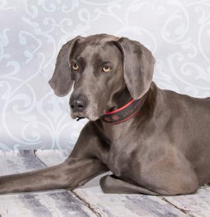 Wurfankündigung Weimaraner-Welpen mit Papieren zertifizierter Zwinger Spitzen-