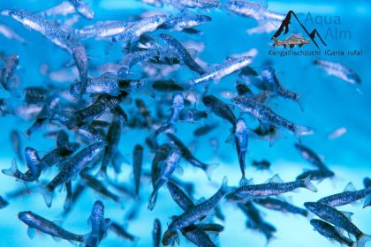 Garra rufa Knabberfische Kangalfische ab 1 70Euro Fischspa Zeugnis
