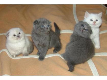 BKH SCOTTISCH FOLD KATZENBABYS BABYKATZEN