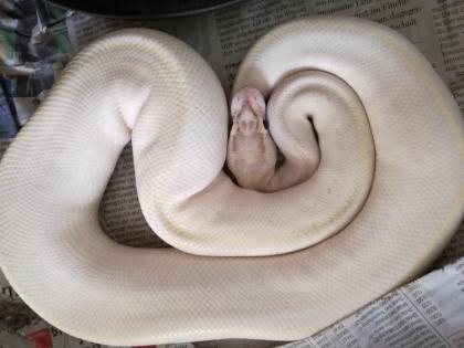 Königspython Morphen adult Mäuse