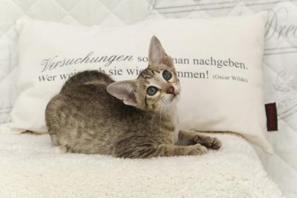 Reinrassige Herzensbrecher Peterbald OKH